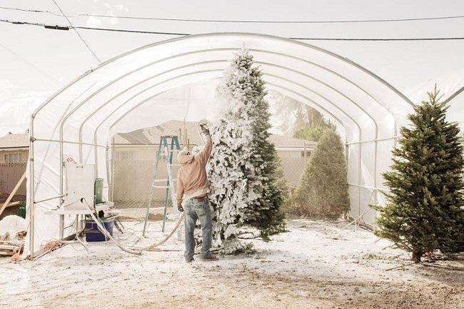 Zaměstnanec prodejce vánočních stromů Pacific Furs Tree Lot v roce 2011 „vločkuje“ strom v Glendale v Arizoně. Vločkování je proces postřiku stromu bílou přilnavou směsí, která připomíná čerstvý sněhový poprašek.