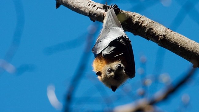 Tajemní netopýři mohou vymřít. Může za to změna klimatu i jejich vzhled