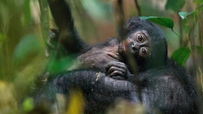 Vychází nové číslo National Geographic: Přečtěte si o bonobech, ropě nebo o bezpilotních letounech