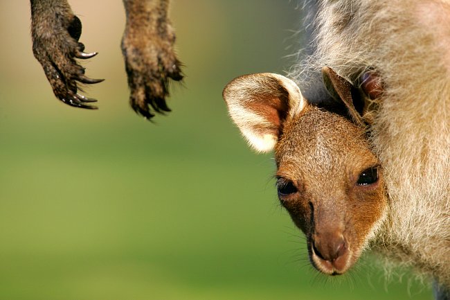 Mládě klokana obrovského (Macropus giganteus)