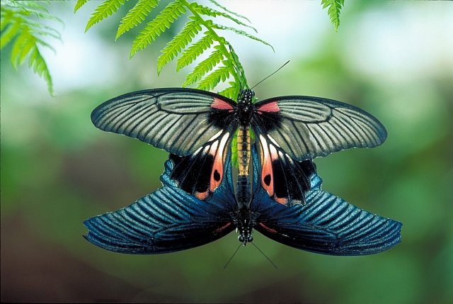 Tropičtí motýli