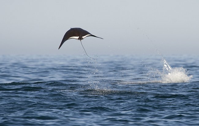 Manta se pohybuje pomocí mávání dvou křídel, což připomíná let ptáků. Manty občas vyskakují nad vodní hladinu a s hlasitým plácnutím dopadají zpět.