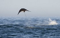 Manta se pohybuje pomocí mávání dvou křídel, což připomíná let ptáků. Manty občas vyskakují nad vodní hladinu a s hlasitým plácnutím dopadají zpět.