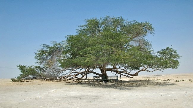 Strom života v Bahrajnu. Zázrak uprostřed pouště a nehostinné krajiny přežívá už stovky let