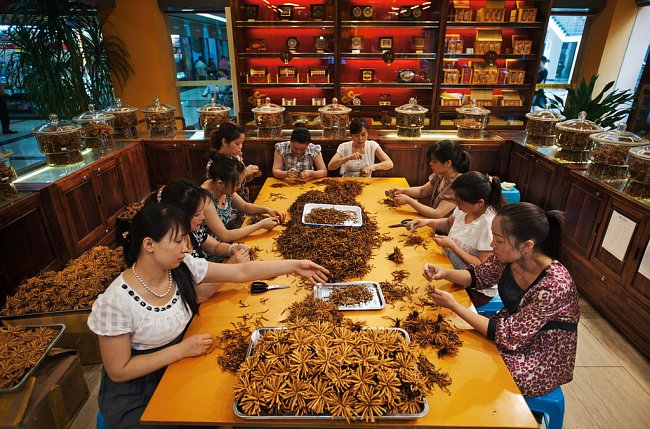 Ženy třídí, čistí a svazují „houbové larvy“ v Síni housenic Čung-š´ v Čcheng-tu. Za 1 500 červů nejvyšší kvality – to je zhruba kilogram – může firma získat až 100 000 dolarů.