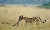 Masai Mara Keňa