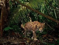 Jaguár na lovu spustí fotopast v místě, kam často chodí pekariové, kteří jsou jeho oblíbenou kořistí. 