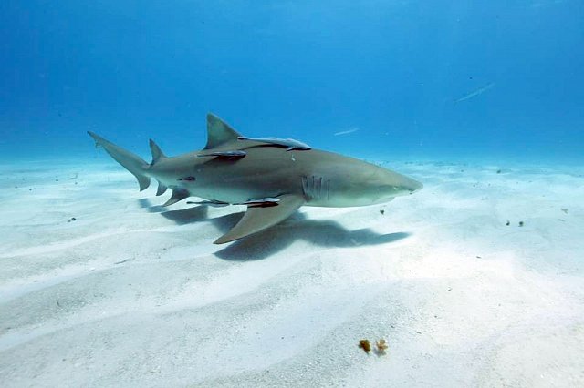 Žralok citronový má laser upevněný na ploutvi (Bahamy, 24. dubna 2012) 