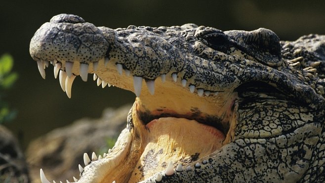 Nejhorší lidožrouti v dějinách: Obří krokodýl Gustav zabil stovky lidí