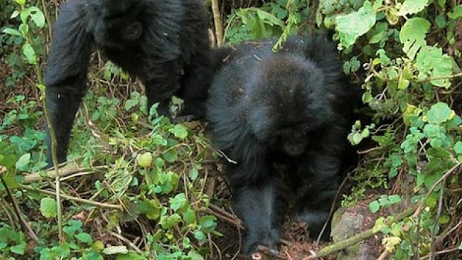 Mladé gorily se naučily ničit pasti pytláků
