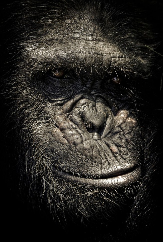 Na rozdíl od většiny ostatních zvířat šimpanz pozná, že odraz v zrcadle je on sám, a nikoliv jiný šimpanz.