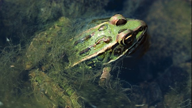 NEJ videa National Geographic: Žabák zvrací potomky. Předtím jim ale poskytl tu nejlepší péči