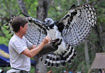 13 April 2008 - Pananma City, Panama - A man trains a Harpy eagle, Panamanian national bird, during an event to celebrate the seventh national bird's day at a conservation centre in the Summit Park ne