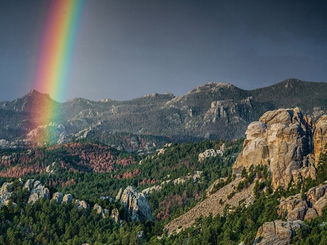 Lýkohubové ničí lesy na západě USA. Šedé borovice jsou mrtvé a holé, rezavě zbarvené stromy uhynuly před kratší dobou a dosud mají jehličí. V Black Hills je napadena čtvrtina lesů. Rozšíří se lýkohub na celý světadíl?