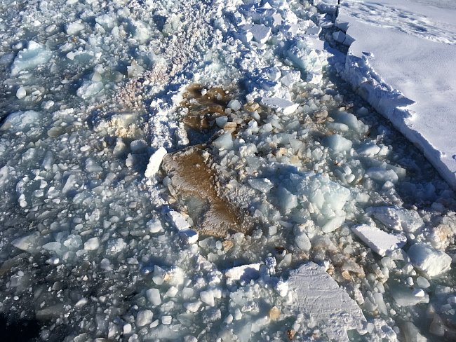 Spodní plocha ledu je pokrytá ledovými řasami – většinou rozsivkami, které tvoří základ potravního řetězce polárních moří.