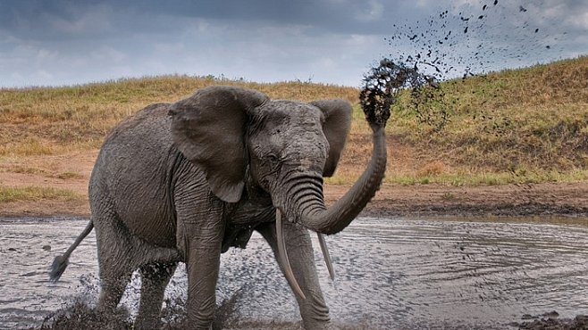 Cestujeme s National Geographic: V africké divočině, s profesionálními fotografy, lvy a slony