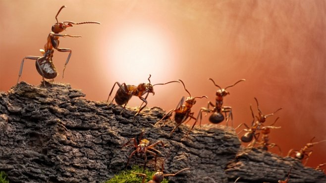Mravenci vyhlásili chemickou válku. Nepřítele ničí na dálku
