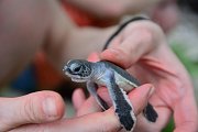 Přímá ochrana karet obrovských a pravých na líhních plážích spočívá hlavně v přenášení vajec mořských želv do bezpečí tak, aby je nenašli zloději a neprodali na trh.