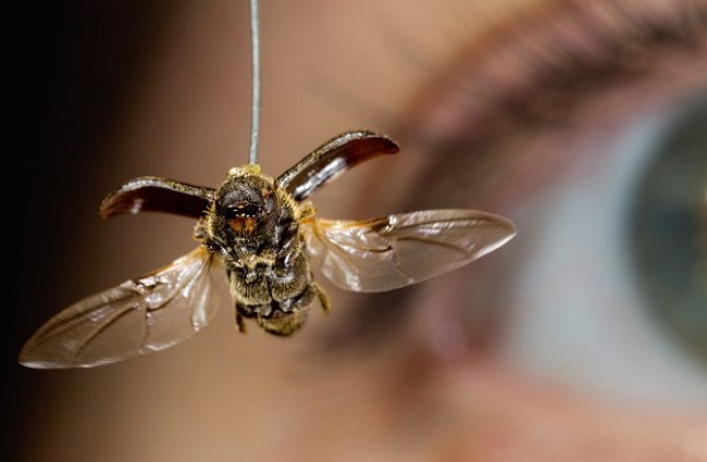 S cílem zjistit, jak daleko lýkohub oletí, Maya Evendenová z University of Alberta brouky uvazuje a nechává létat v kruzích. Průměrná vzdálenost v její laboratoři: 2-6 km v závislosti na věku. Rekord: 24 km.