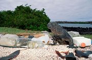 Moře vyplavuje na břeh prázdné plastové a skleněné nádoby, které znečišťují životní prostředí leguána mořského na ekvádorském ostrově Santa Cruz. Leguáni mořští žijí pouze na Galapágách.