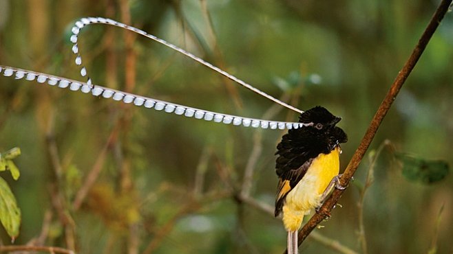 Rajští ptáci odhalili svá poslední tajemství. Už známe všechny druhy. EXKLUZIVNĚ PRO NG