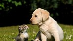 Psí a kočičí lidé, dva úplně odlišné druhy