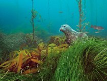 Tuleň vykukuje z chaluhového lesa na podmořské lavici Cortes Bank, systému podmořských vyvýšenin a plošin při pobřeží nedaleko od San Diega. 