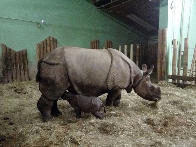 Manjula, Baabuu a jejich mládě patří k jediným nosorožcům indickým v České republice.
