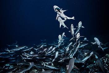 Smečka žraloků spanilých v jižním průlivu atolu Fakarava v souostroví Tuamotu při nočním lovu. Laurent Ballesta a jeho spolupracovníci se potápějí bez klecí a zbraní. Napočítali 700 žraloků.
