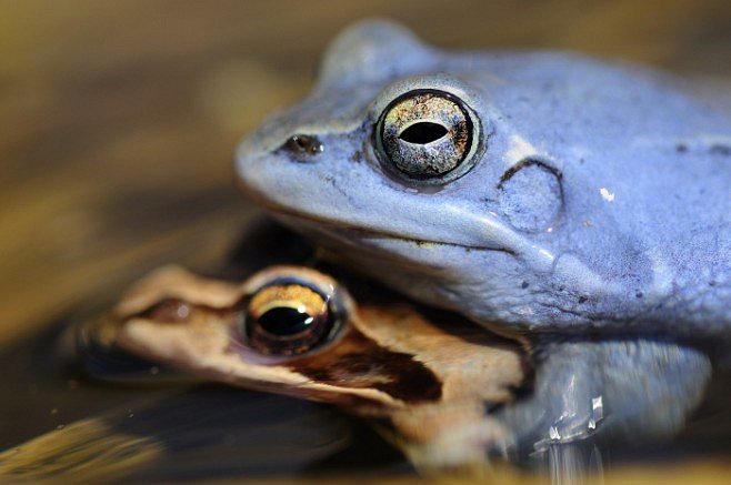 SPECIÁL: Sex ve světě zvířat