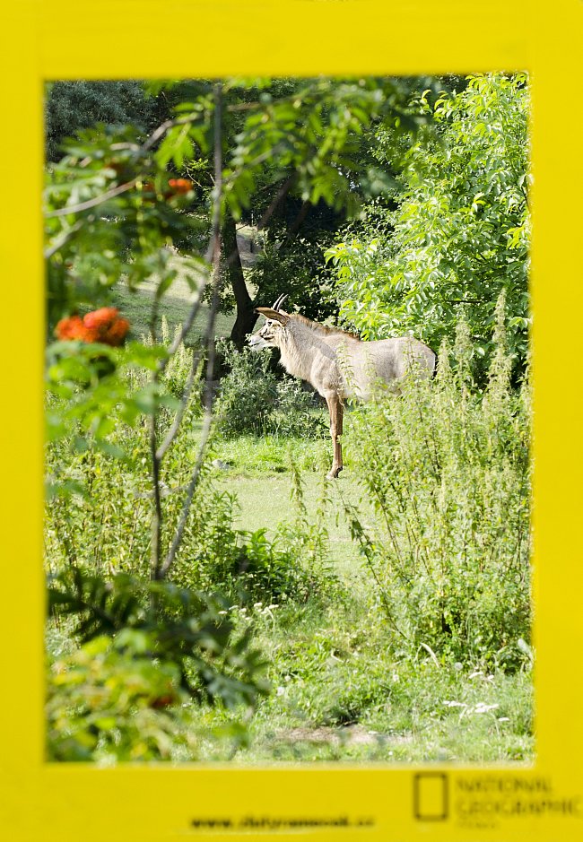 10. místo: Antilopa koňská (Pavla Šafránková)
