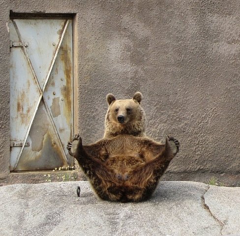 Medvědí rozcvička