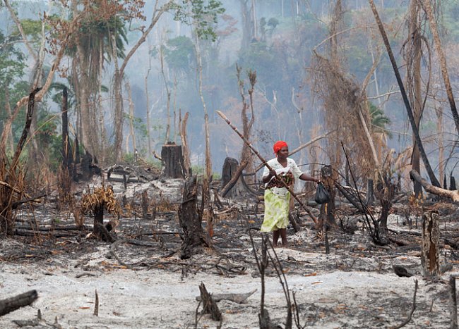 Žena nesoucí cukrovou třtinu kráčí po stezce, která vede přes nedávno vypálené políčko a spojuje tržiště s táborem nelegálních osadníků v ugandské lesní rezervaci Kagombe. Na území rezervace žijí tři 