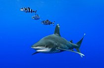 Bahamy: Žralok dlouhoploutvý