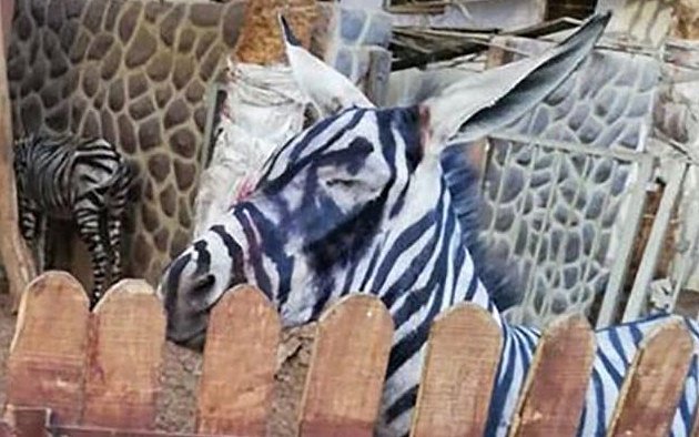 Je to zebra, nebo osel?