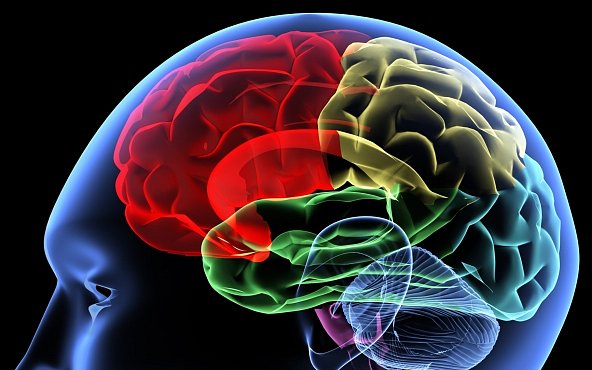 Velký mozek neznamená velkou inteligenci, dokazují biologové