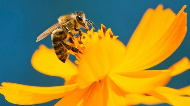 Včely cítí emoce. Jsou pesimistické a trápí se