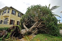 Hurikán, který dosahoval rychlosti až 210 kilometrů, neminul ani město Naples, kde vyvracel silné stromy.