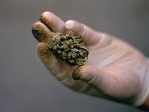Zastánci marihuany jsou přesvědčeni, že ostouzená rostlina může prodloužit život a pomoci v boji proti nemocem a bolesti. Pěstitel konopí ze Seattlu drží                      květenství odrůdy zvané Blueberry Cheesecake pokryté krůpějemi pryskyřice.
