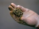 Zastánci marihuany jsou přesvědčeni, že ostouzená rostlina může prodloužit život a pomoci v boji proti nemocem a bolesti. Pěstitel konopí ze Seattlu drží                      květenství odrůdy zvané Blueberry Cheesecake pokryté krůpějemi pryskyřice.
