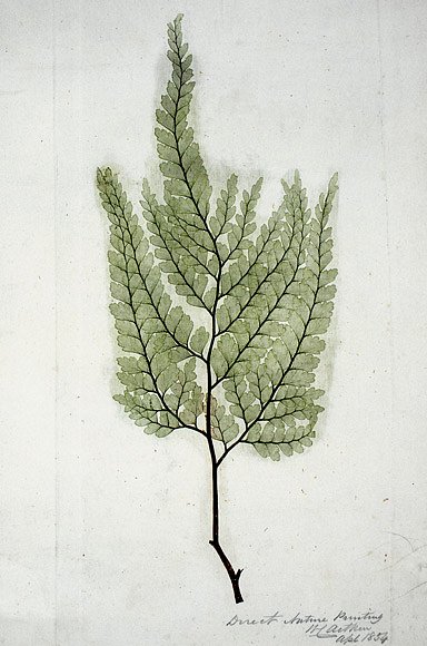Kapradí
Vějířovité listy kapradin kdysi tvořily korunu lesů. I některé novodobé kapradiny se dosud řadí mezi stromy, většinou jsou to však dnes menší rostliny. Jejich vějířovité listy se natahují z d