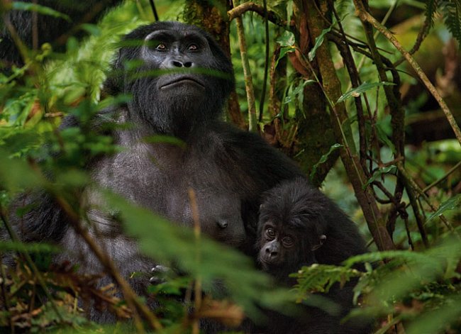 Gorilí samice kojí mládě v Národním parku Bwindi. Když byla rezervace roku 1991 otevřená, vesničané protestovali, že nesmí do lesa, kam chodili pro med a dřevo. Dnes profitují z peněz, které za vstup 