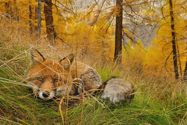 Ležící liška nenápadně číhá v podzimním lese. Stejně jako ostatní lišky i ty, které žijí v Gran Paradisu, jsou přizpůsobiví oportunisté; chytají ryby, loví zajíce nebo sbírají odpadky po piknicích.