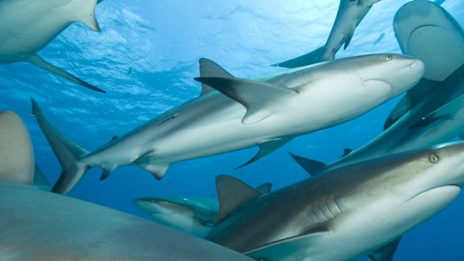Největší žraločí rezervace na světě. Patří jim 1,9 milionů kilometrů čtverečních