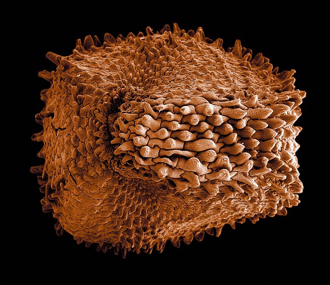 Série snímků ze skenovacího elektronového mikroskopu na příkladu semen rostlin ukazuje nevyčerpatelnou rozmanitost mikrosvěta. Snímky byly obarveny pomocí Adobe Photoshopu. 