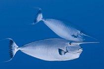 Bodloci bělolemí patří mezi 325 druhů ryb zaznamenaných ve vodách jižních Liniových ostrovů. Účel rohů není známý, neslouží však k soubojům; k řešení sporů o území používají tyto ryby ostré trny umíst