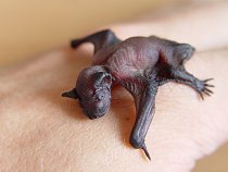 Mládě netopýra hvízdavého (Pipistrellus pipistrellus). 