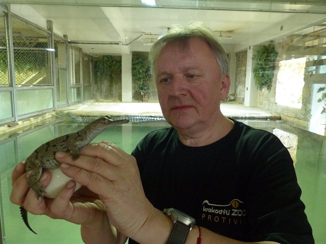 Ředitel Miroslav Procházka s vylíhnutým gaviálem indickým.