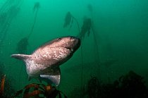 Jižní Afrika: Širokonosý sedmižaberní žralok