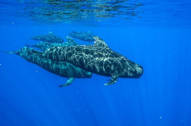 Kulohlavci plavou u ostrova Kona (Havajské souostroví). Skupiny těchto kytovců někdy sledují žraloci dlouhoploutví – možná se živí zbytky jejich kořisti.